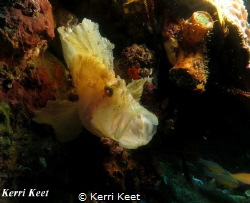 Yawning paperfish on Stringer Reef, Sodwana Bay, South Af... by Kerri Keet 